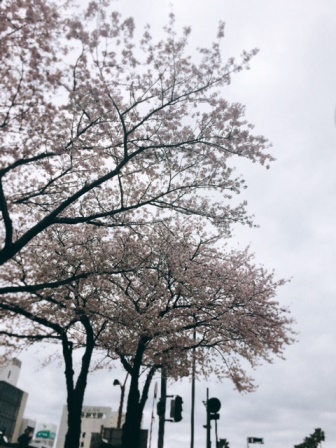 お花見シーズン.｡.:*･゜