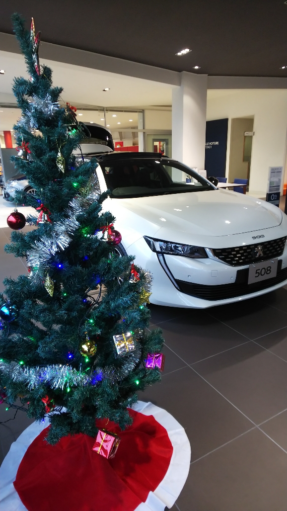 ツリー飾ってくれました